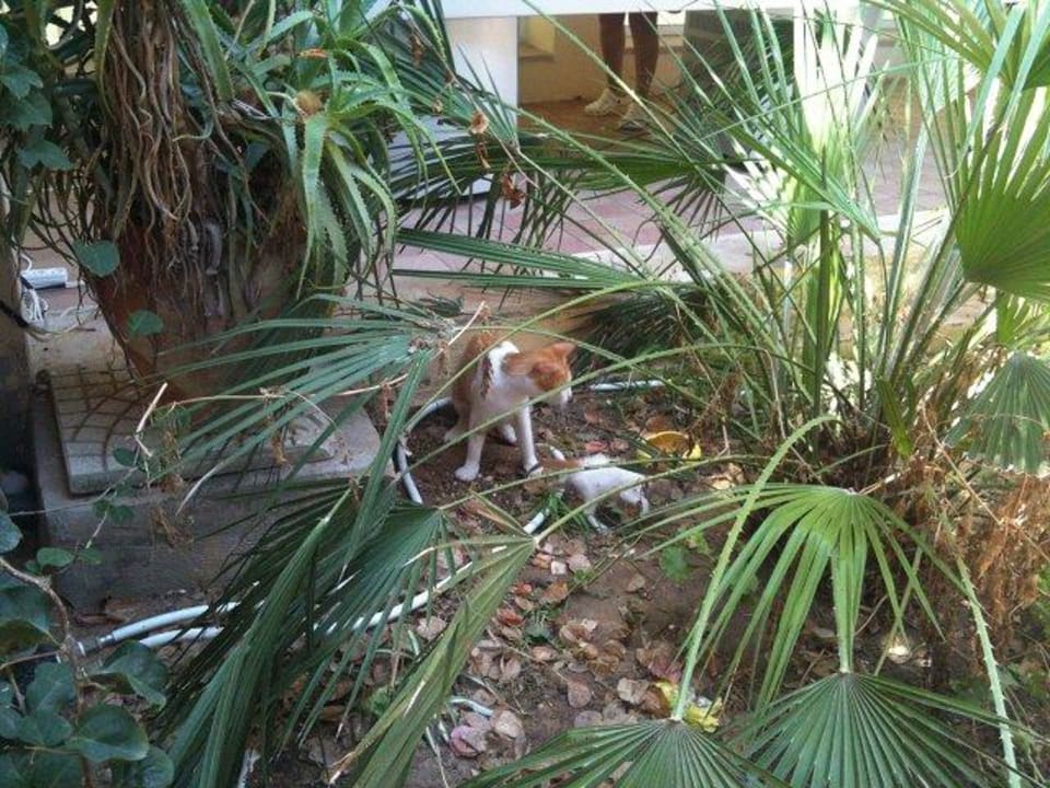 Katze mit Nachwuchs Hotel Paradis Palace