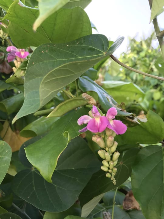 Blumen im Garten ROBINSON MALDIVES