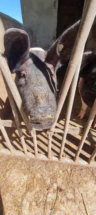 Sonstiges Ferienbauernhof Larrieder Mühle