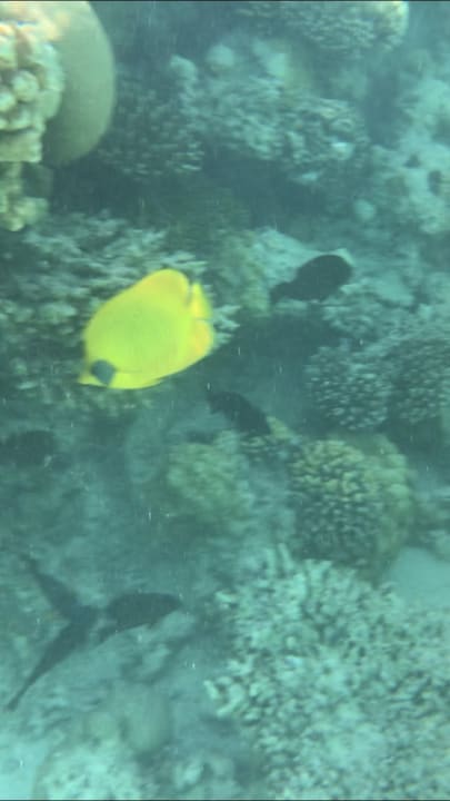 Strand Tropitel Sahl Hasheesh