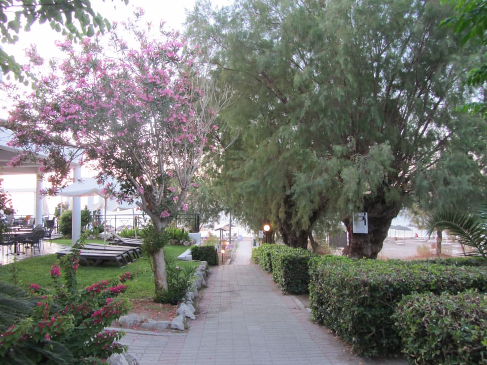 Gartenanlage Hotel Calypso Beach