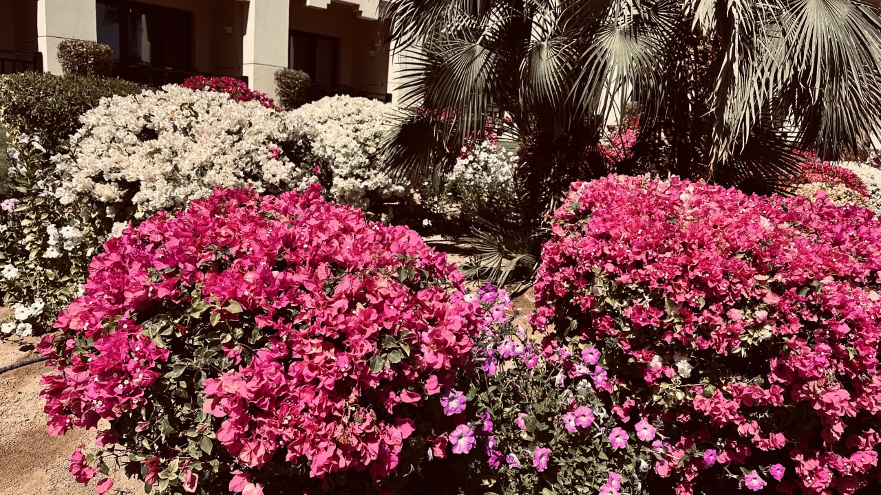 Gartenanlage Steigenberger ALDAU Beach Hotel