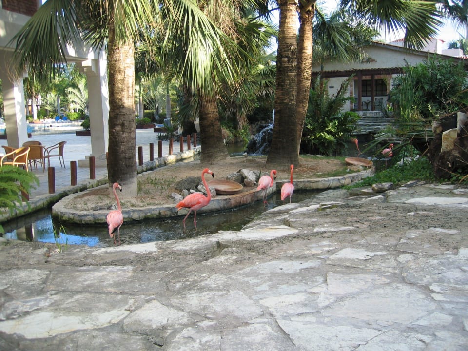 Flamingos in der Hotelanlage Villas Bavaro Resort & Spa
