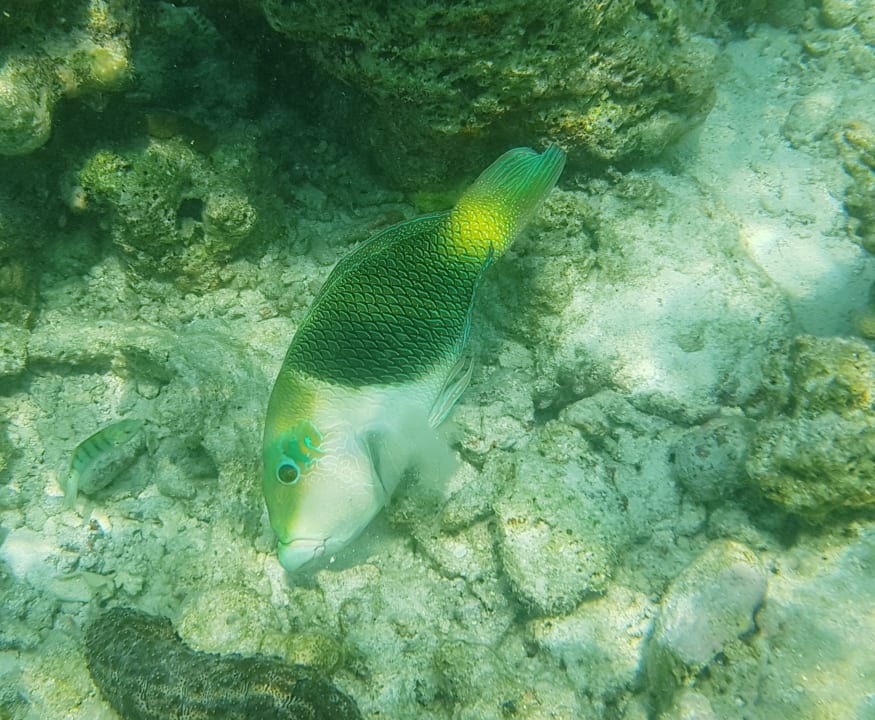 Sport & Freizeit Safari Island Maldives