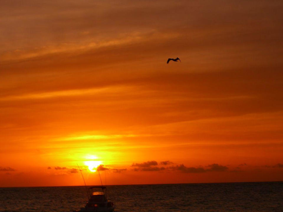 Sonnenaufgang mit Pelikan Grand Palladium Select Bávaro Resort & Spa