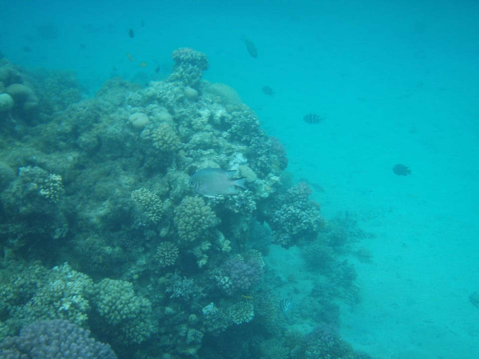 Beim Schnorcheln im Hausrief Pickalbatros Palace Resort