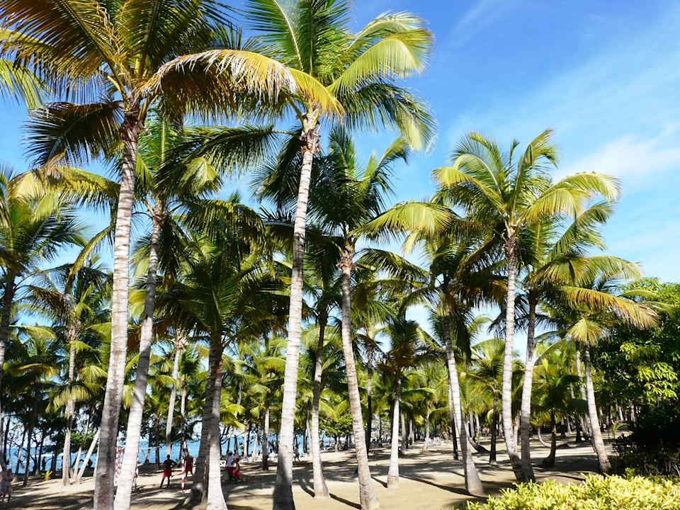 Strand mit vielen Palmen Playabachata Hotel