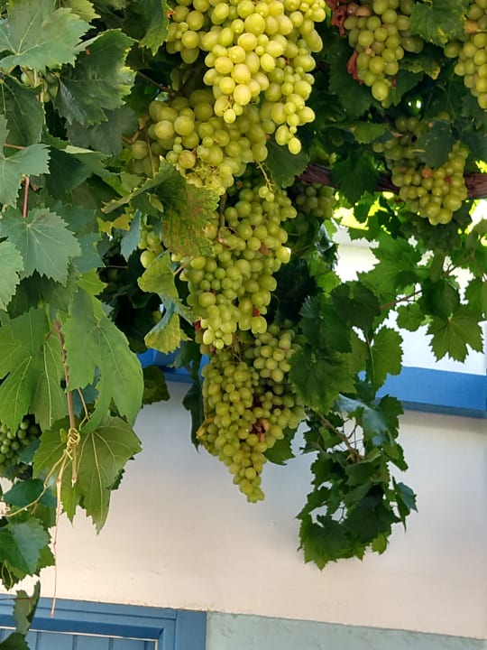 Gartenanlage Fodele Beach & Water Park Holiday Resort