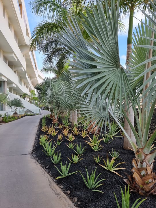 Gartenanlage Royal Hideaway Corales Suites