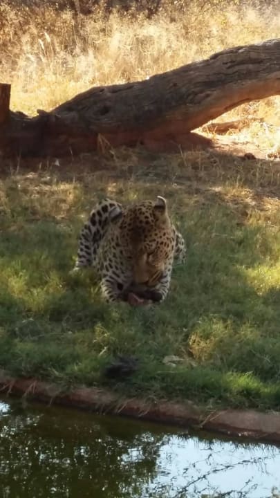 Leopardenfütterung Hotel Okonjima The Villa