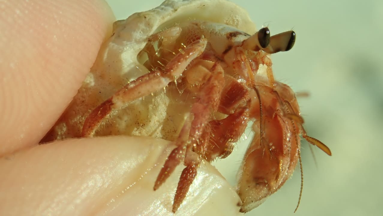 Strand Adaaran Select Meedhupparu Island Resort - Premium All Inclusive