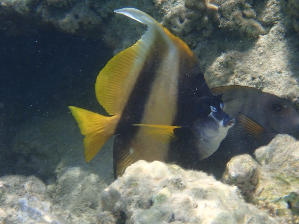 Strand Makadi Spa - Adults only