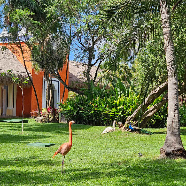 Gartenanlage Iberostar Selection Paraiso Maya Suites