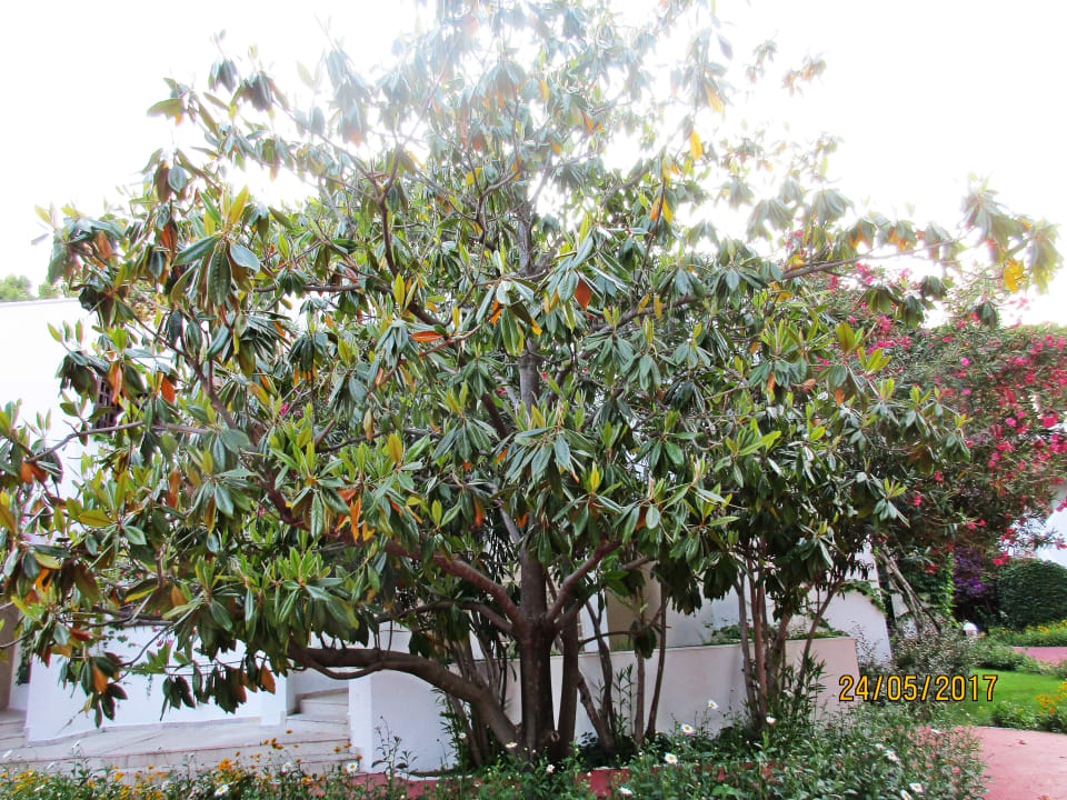 Gartenanlage Emelda Sun Club