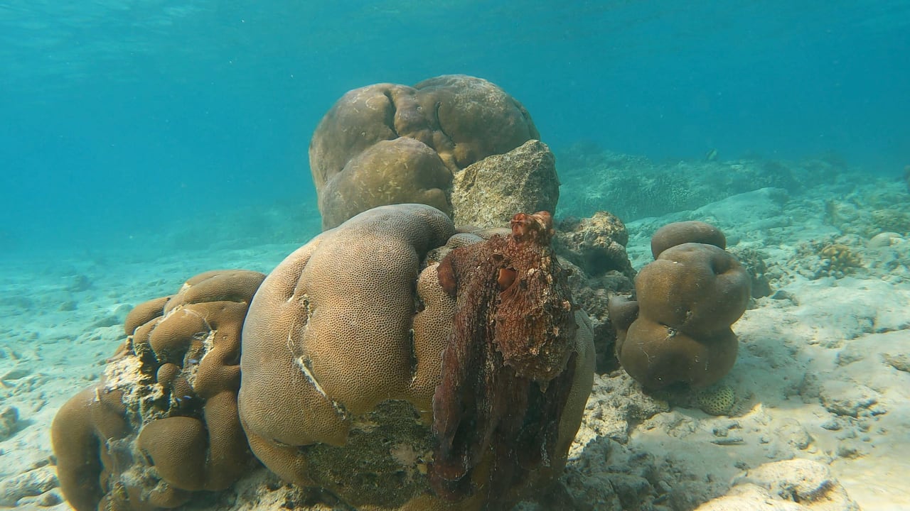 Sport & Freizeit Adaaran Select Meedhupparu Island Resort - Premium All Inclusive