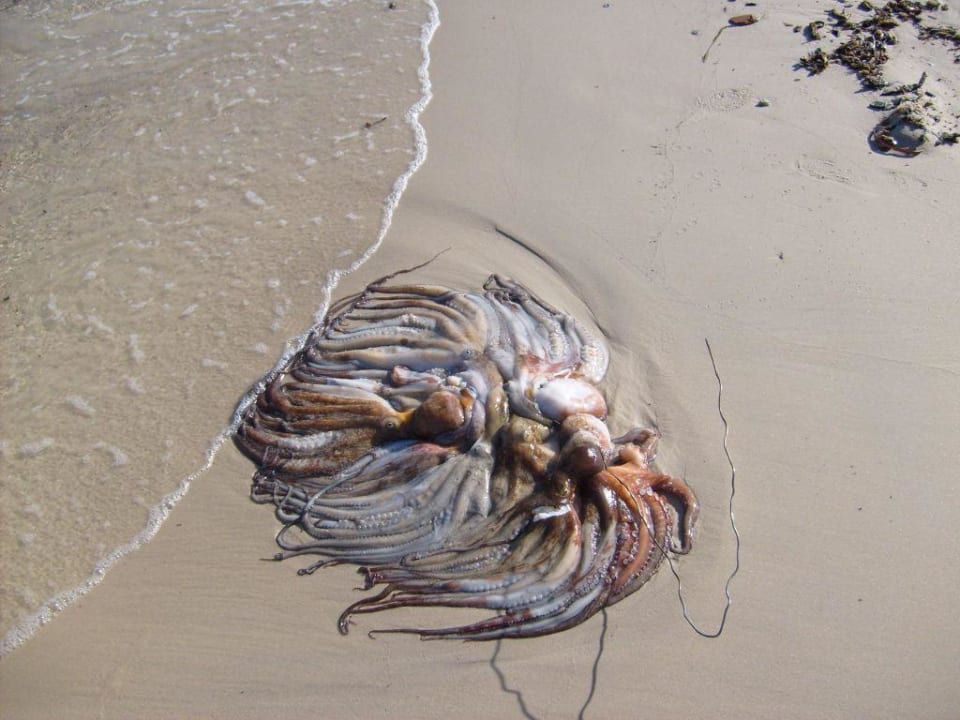 Osmiornice Hotel El Kantaoui Center