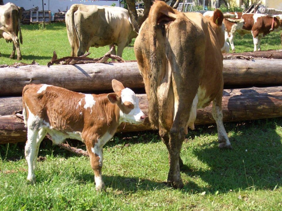Kühe auf der Alm Naturel Hoteldorf Schönleitn