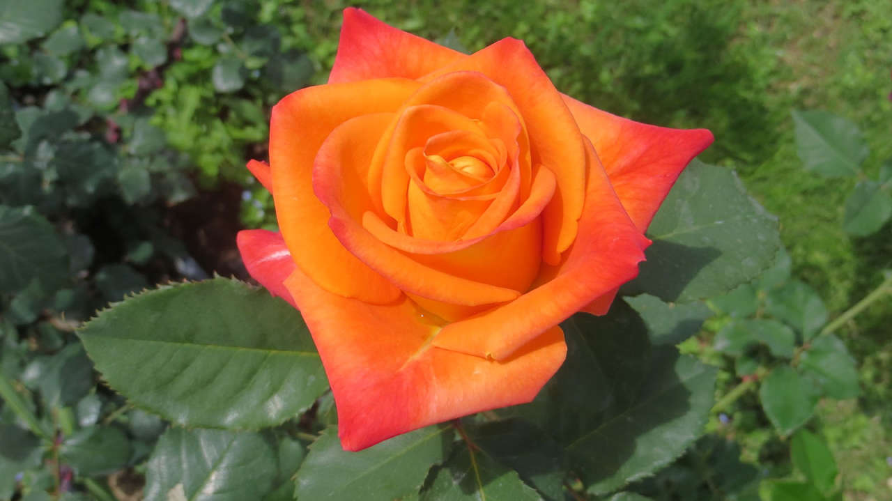 Gartenanlage Saphir Resort & Spa