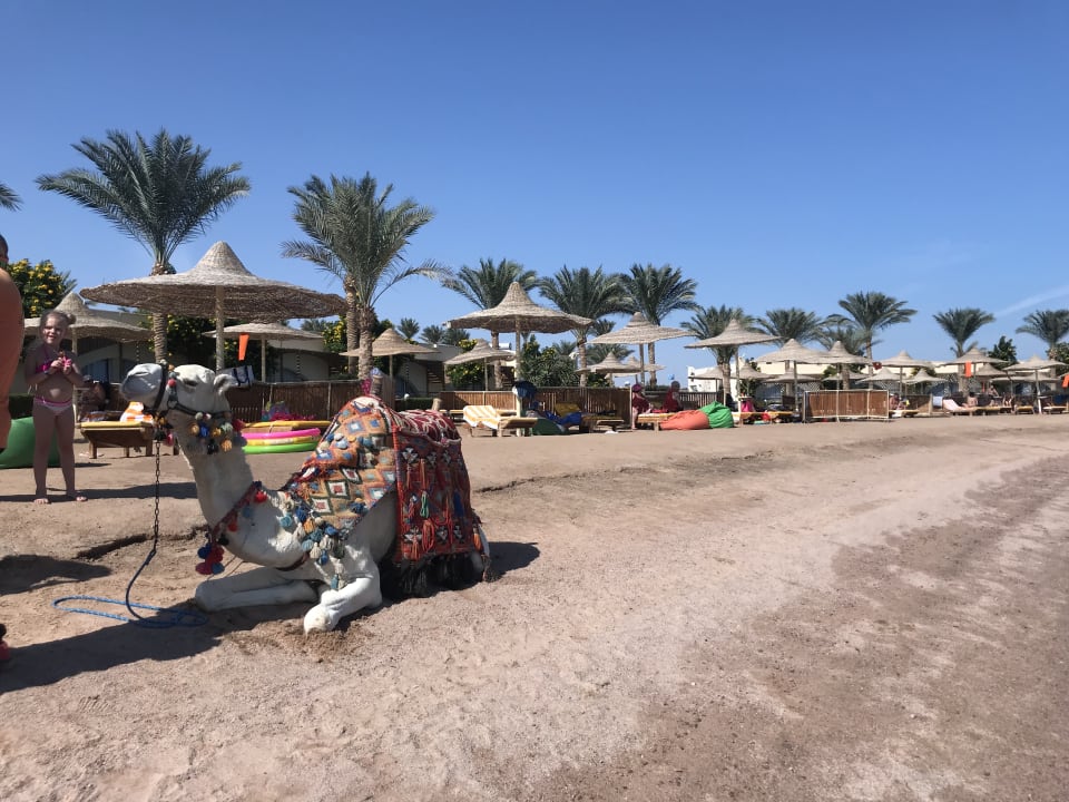 Sonstiges Desert Rose