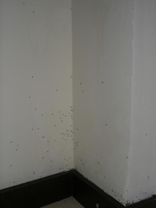 noch mehr Ameisen Hotel Orfeus Park