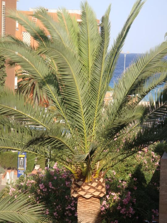 Palmen  BLUESEA Cala Millor