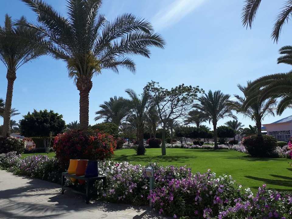 Gartenanlage Desert Rose