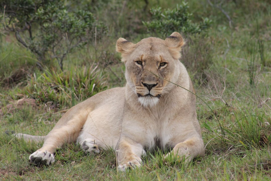 Sport & Freizeit Kariega Game Reserve - Main Lodge