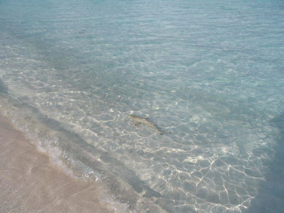 Ostseite Summer Island Maldives