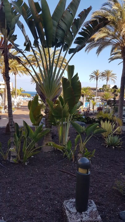 Gartenanlage Iberostar Waves Gaviotas Park