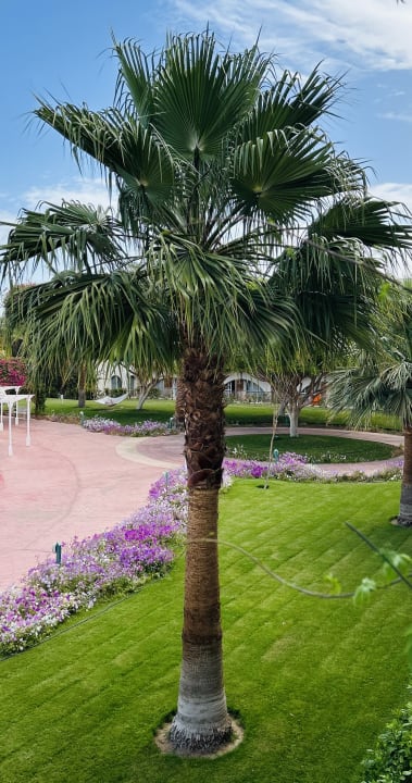 Ausblick Desert Rose