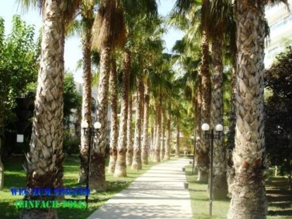 Weg zum Strand Hotel Gardenia Beach