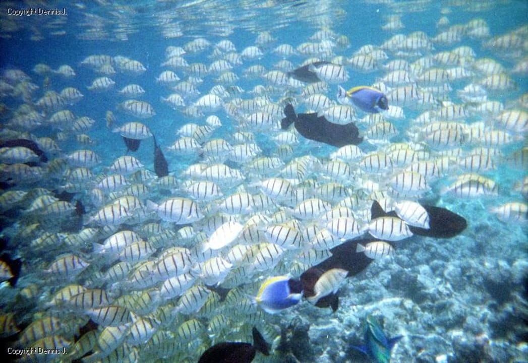 Schnorcheln am Steg an der Rezeptionsseite Adaaran Select Meedhupparu Island Resort - Premium All Inclusive