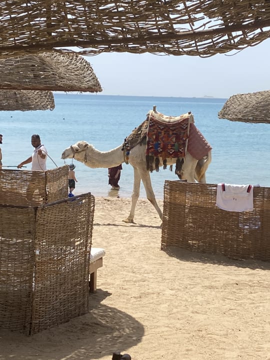 Strand Palm Royale Resort - Soma Bay