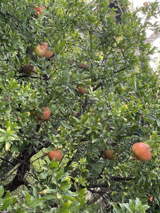 Gartenanlage Paloma Oceana