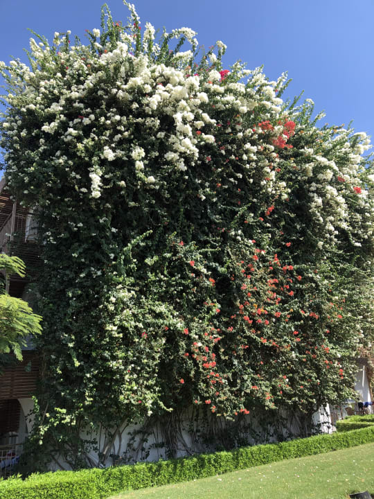 Gartenanlage Desert Rose