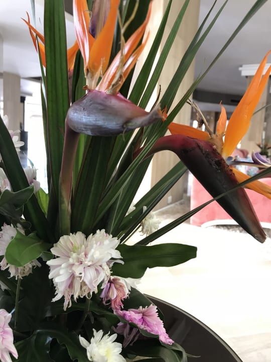 Sonstiges Beach Albatros Resort