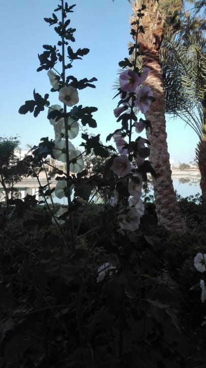 Gartenanlage Mövenpick Resort & Spa El Gouna