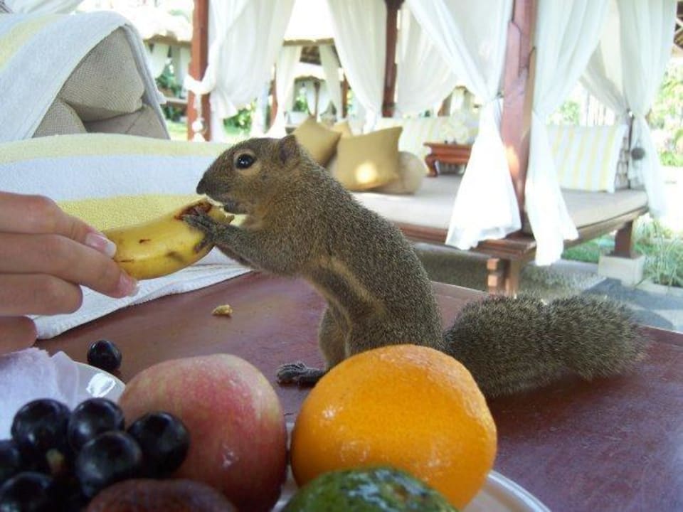 Unsere süßen Freunde The Laguna A Luxury Collection Resort & Spa