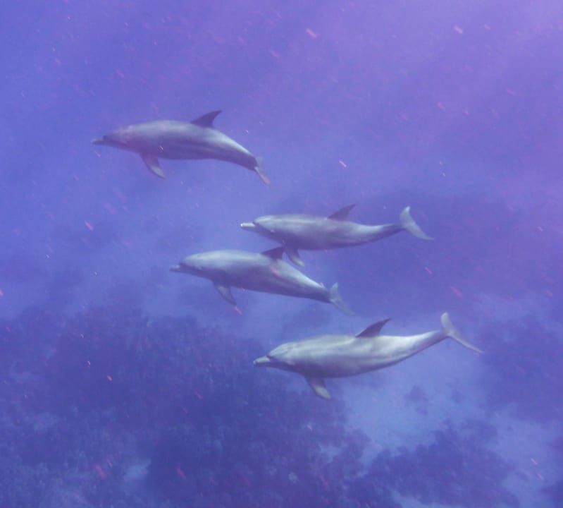 Strand Novotel Marsa Alam Beach Resort