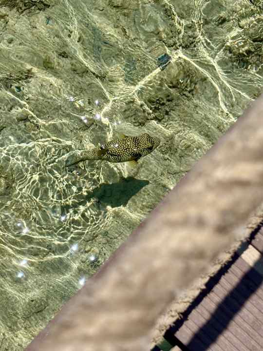 Sonstiges Pickalbatros Royal Moderna Resort-Sharm El Sheikh