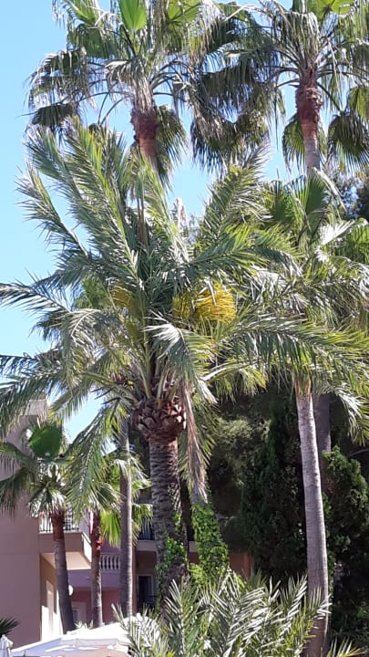 Gartenanlage allsun Hotel Lago Playa Park
