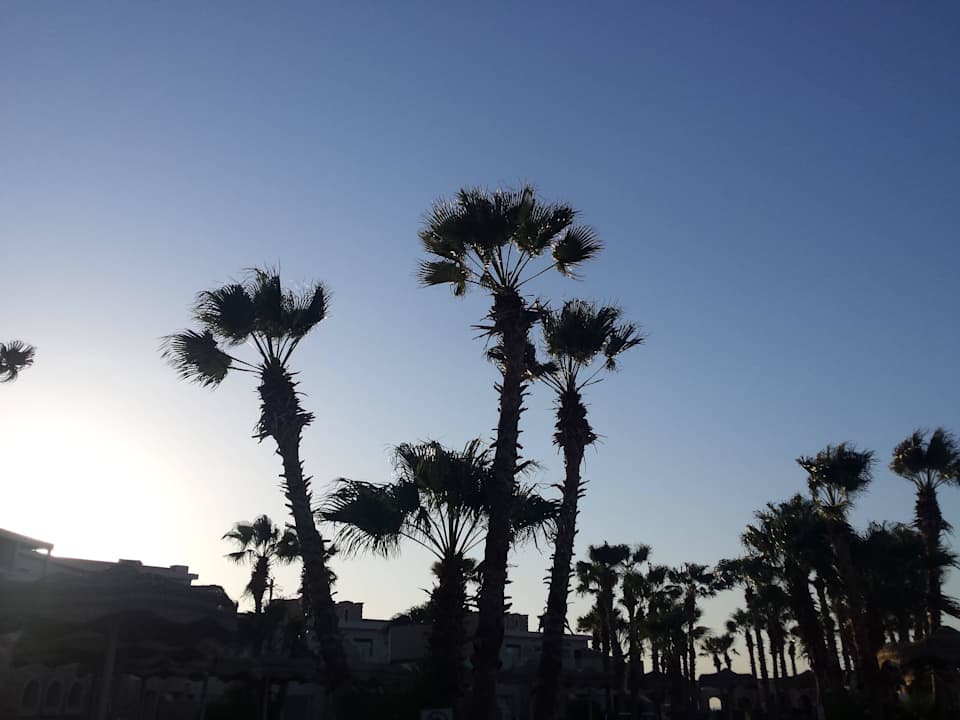 Palmen Pickalbatros Citadel Resort