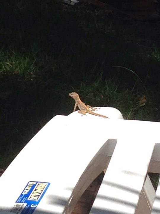 Mein Freund teilt sich mit mir den Liegestuhl ;-) Puerto Plata Village