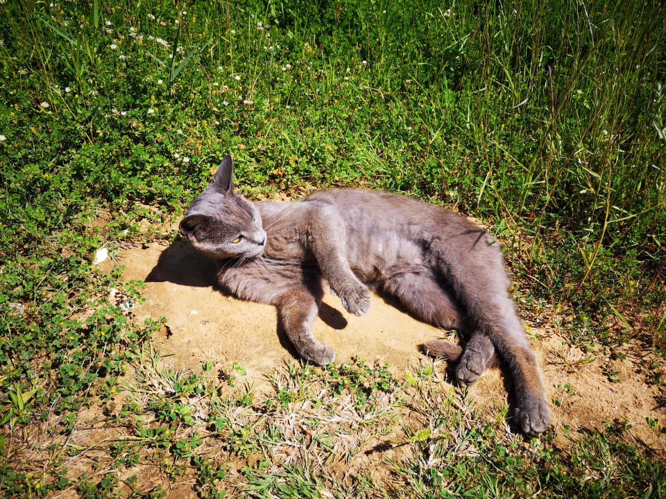 Gartenanlage Alexandra Golden Boutique - Adults only