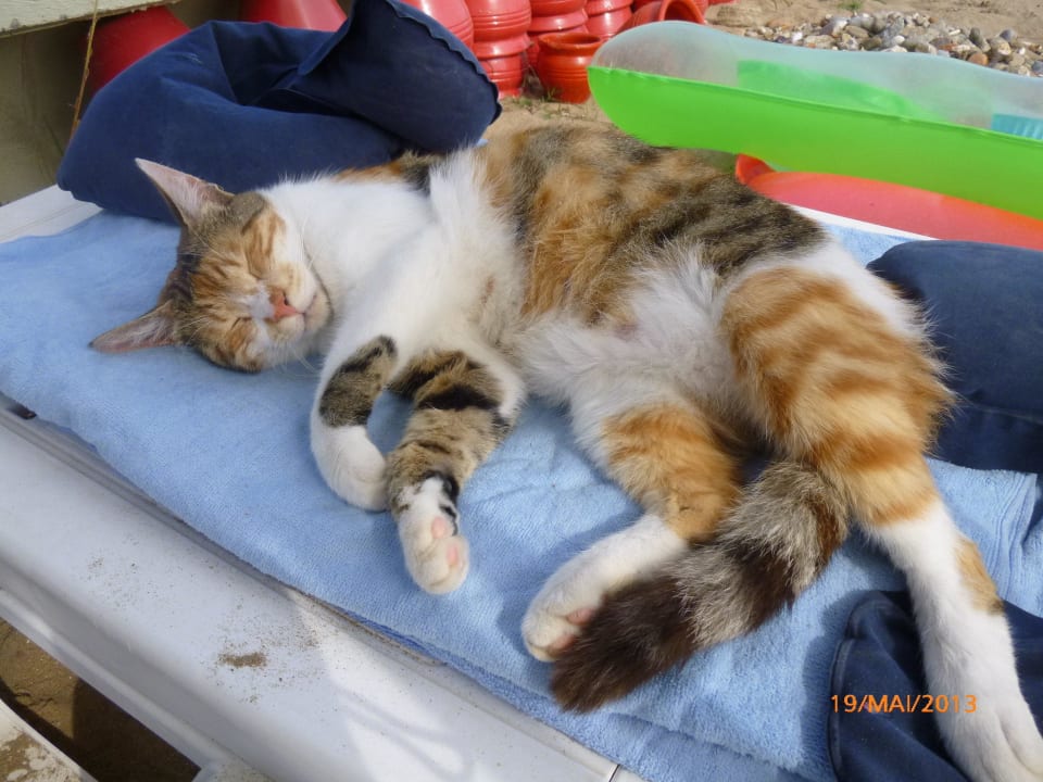 Auch Katzen machen Mittagsschlaf Trendy Side Beach Hotel - Adults only