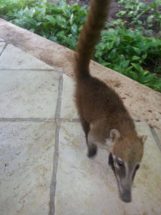 Hotel Catalonia Playa Maroma Catalonia Playa Maroma