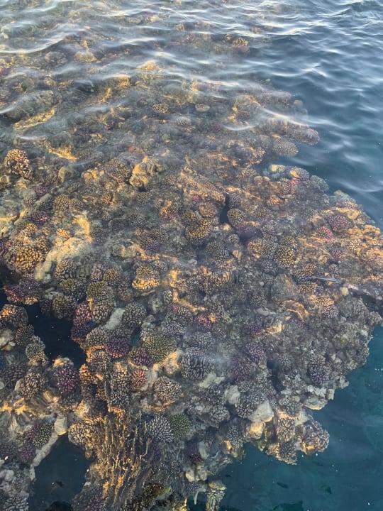 Strand Pickalbatros Palace Hotel-Port Ghalib