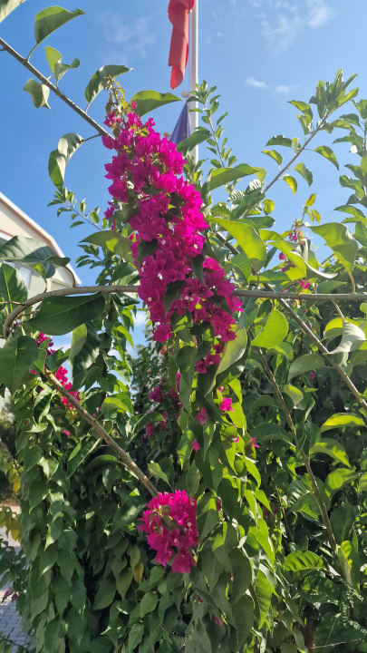 Gartenanlage Hotel Gardenia Beach