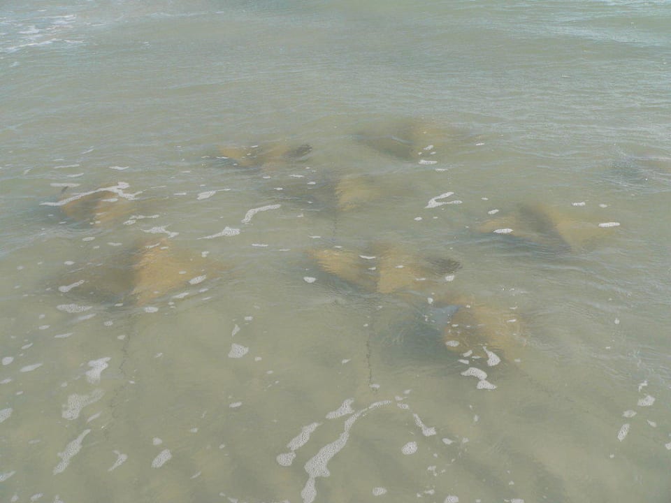 Rochen am Strand vor dem Hotel Hotel Outrigger Beach Resort