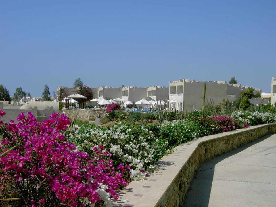Ein Blütenmeer Reef Oasis Beach Resort